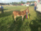 AB Mini Farm Show Ring Results