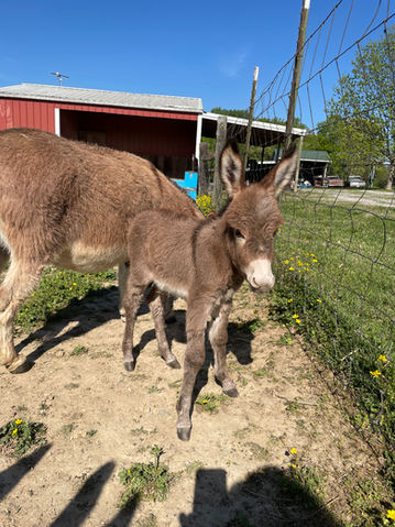 Miniature donkeys for sale TN