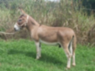 Hickory Hills Rusty Nail