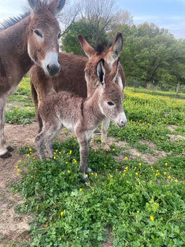 Miniature donkeys for sale TN