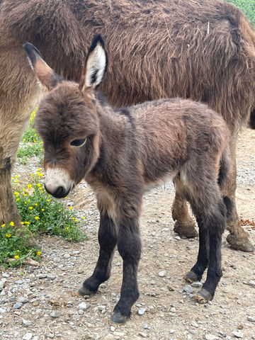 mini donkeys for sale in TN