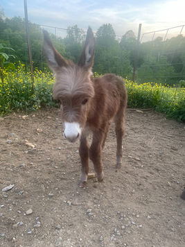 Mini donkey farms in TN