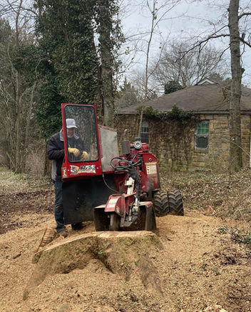 Best tree service Nashville