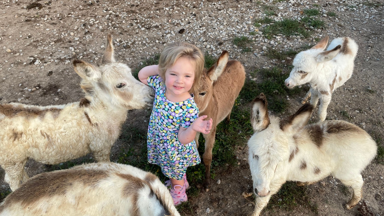 Mini donkey for sale AB Mini donkey ranch