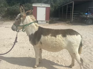 TN Miniature Donkey Foals 2022/2023