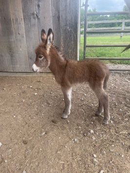 mini donkeys for sale in TN