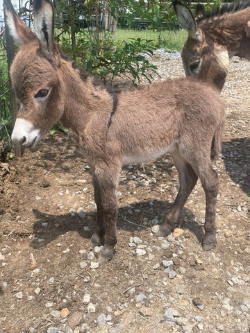 mini donkeys for sale in TN