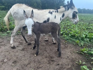 Miniature donkeys sold by AB Mini Farms