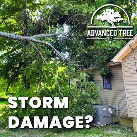 Best tree service Nashville