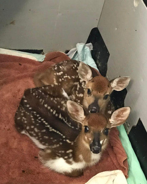 South Carolina wildlife rescues and sanctuaries 