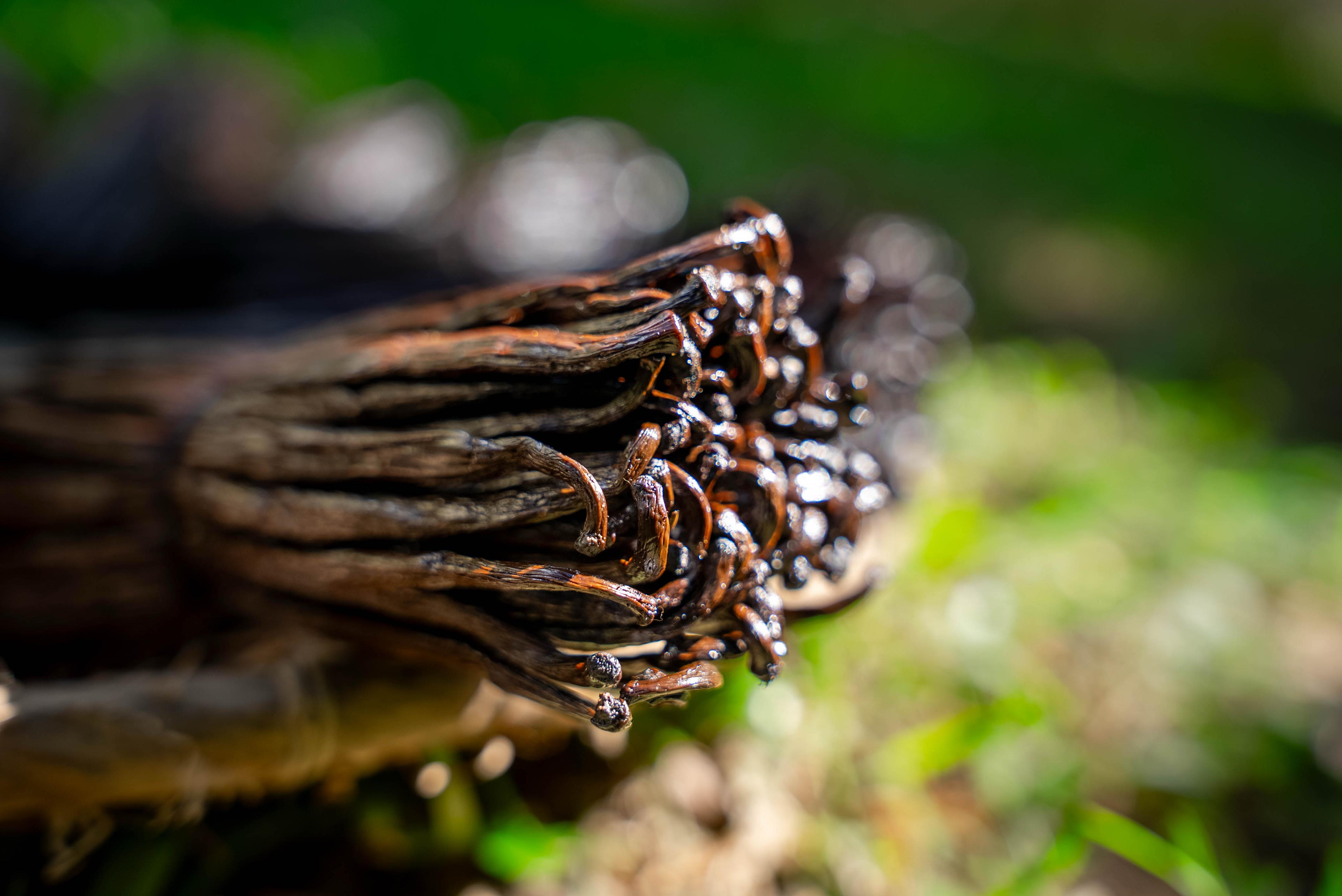 Close-up of a tied bundle of cured Madagascar vanilla beans
