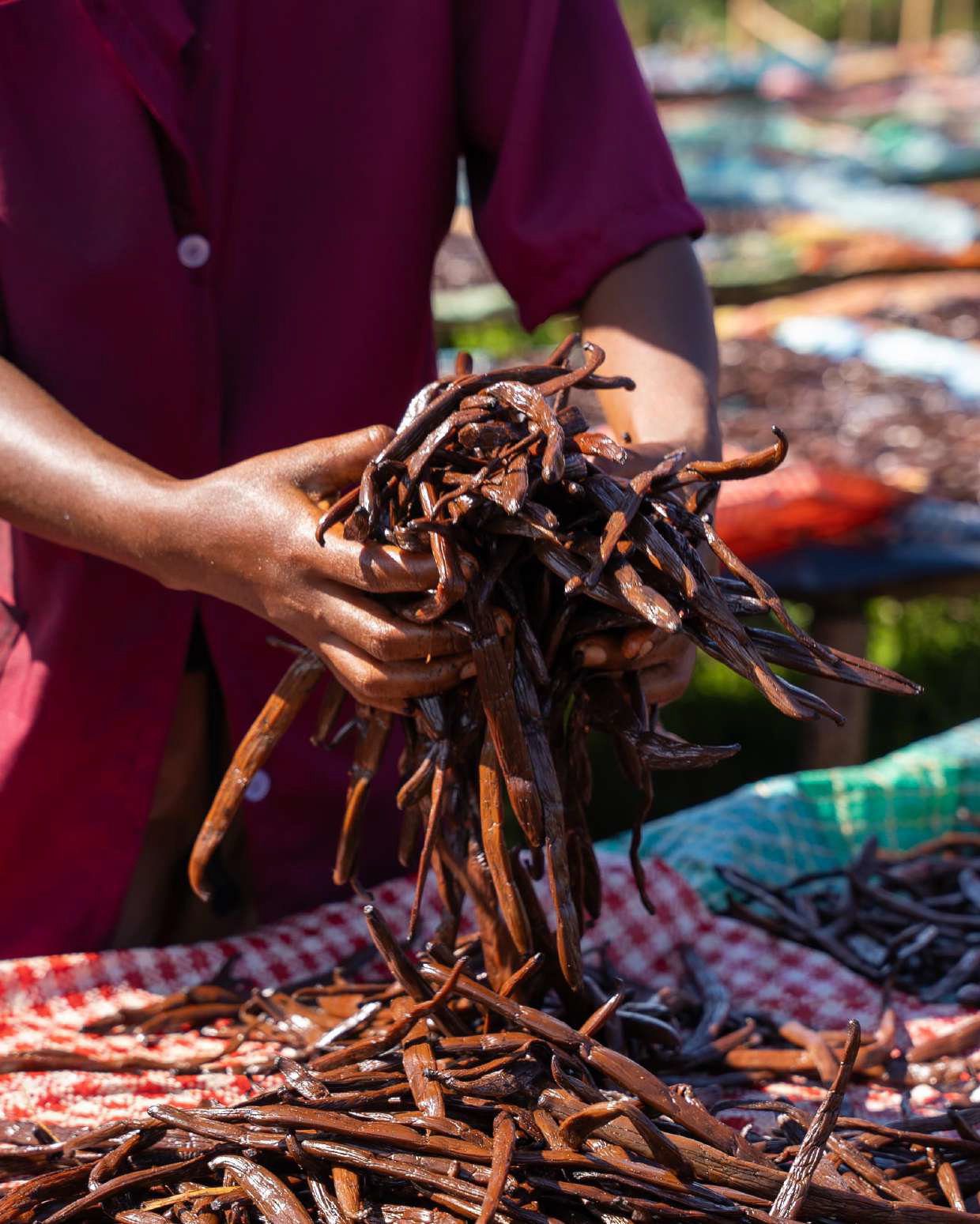 Hands lifting an armful of cured vanilla beans above drying cloths