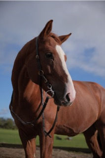 Miniaturbild: Produkt: Zügel Ultrasoft MeerSchwung