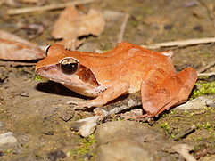 08_Rana_longicrus 長腳赤蛙(4).JPG