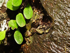 05_Kurixalus_eiffingeri 艾氏樹蛙(1).jpg