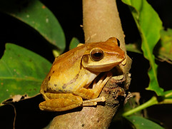 09_Polypedates_megacephalus 斑腿樹蛙(2).jpg