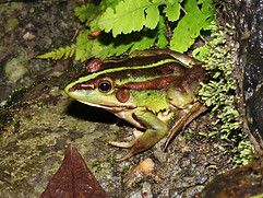 07_Pelophylax_fukienensis 金線蛙.jpg