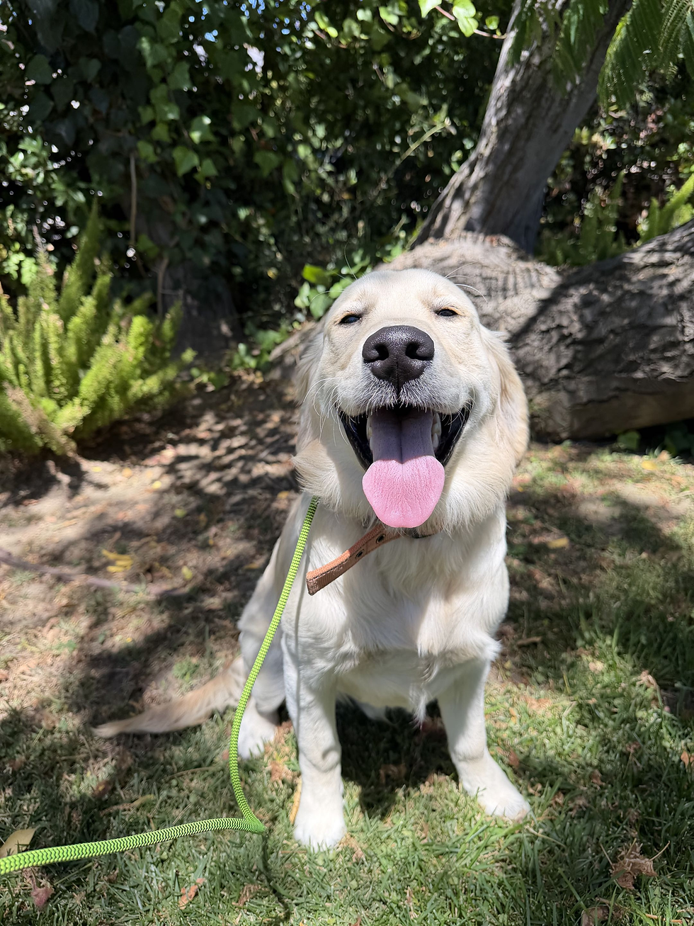 Moose | Golden Retriever | San Diego, CA | In-Training