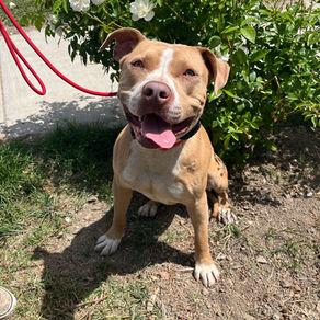 Bear| American Pitbull| Carson, CA| In Training