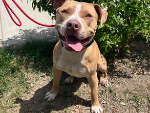 Bear| American Pitbull| Carson, CA| In Training