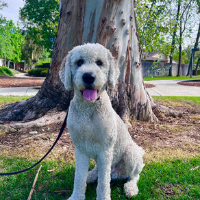 Rocky | Doodle | Lakewood, CA | In Training