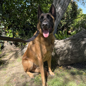Chopper | Belgian Malinois | Santa Monica, CA | In-Training