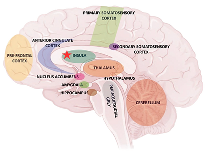 Insula.png
