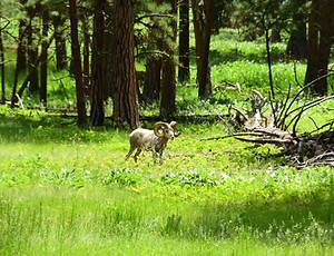 Overview- Big Horn Sheep.JPG
