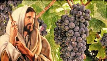I am the vine.jpg