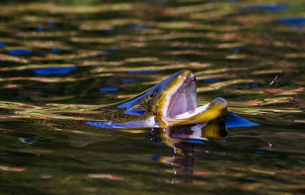 Do Bigger Blowups in Fly Fishing Mean Bigger Fish?