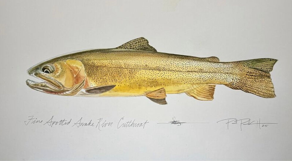 Fine Spotted Snake River Cutthroat Watercolor Painted on Board by Paul Puckett