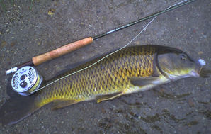 Updated: The Rise of Non-Traditional Species in Recreational Fishing