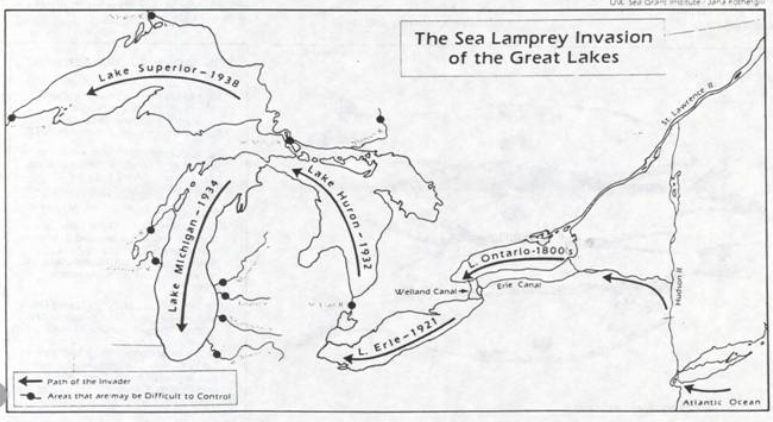 Sea Lamprey Invasion of The Great Lakes