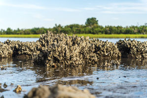 Oyster Reefs: Why They Matter More Than Most Anglers Realize