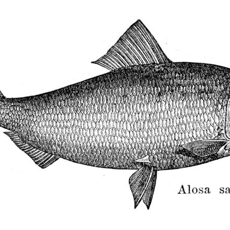 The Return of the American Shad: The Fish That Built the East Coast Is Fighting Its Way Home 