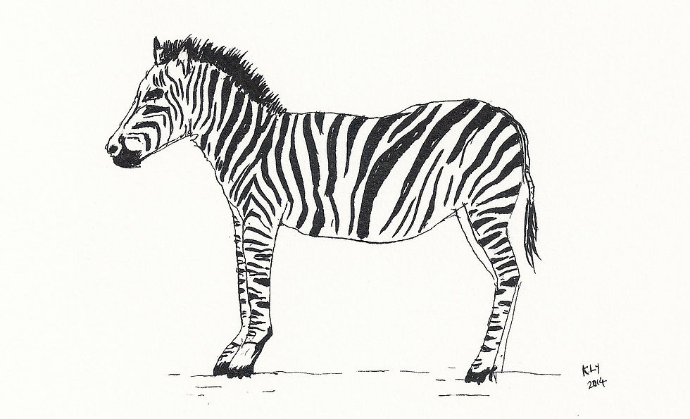 Zebra