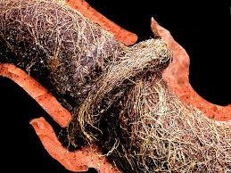 How Can I Tell If Roots Are in My Sewer Line?