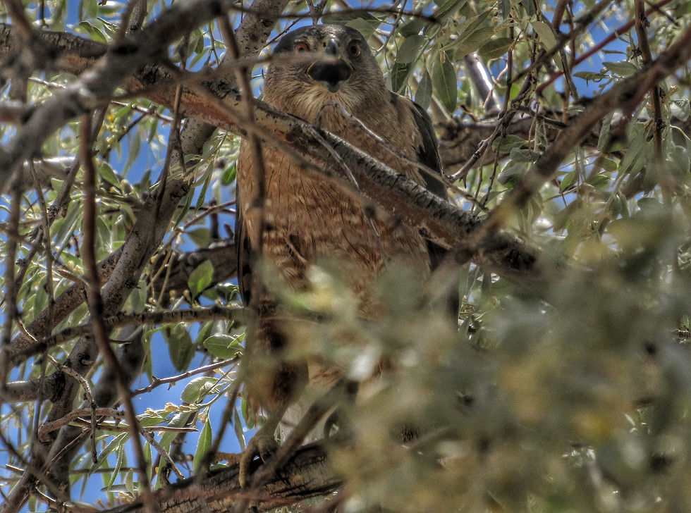 national environmental policy act, arizona environmental consulting, atozec, wildlife biologist ariz