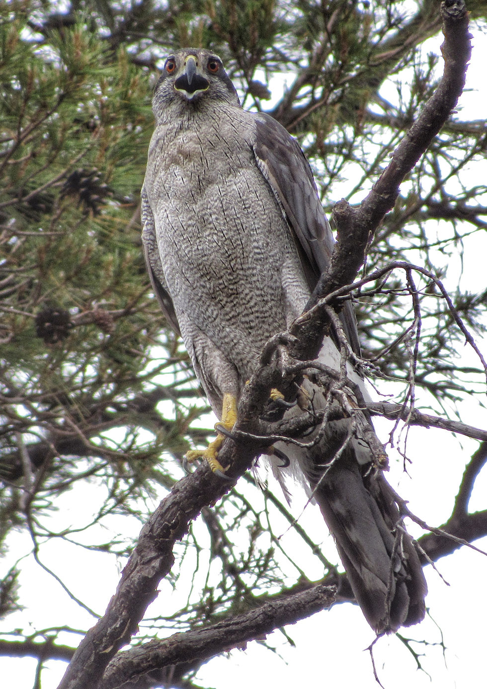 national environmental policy act, arizona environmental consulting, atozec, wildlife biologist ariz