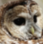 mexican spotted owl