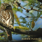 Cactus Ferruginous Pygmy-Owl, wildlife biologist, wildlife survey arizona, eric herman, atozec