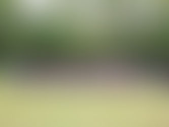 Welpentreffen 2025 der Havaneser in Billingshausen – ein schöner Tag in vertrauter Runde