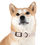 Thumbnail: Floral Dog Collar