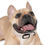 Thumbnail: Floral Dog Collar