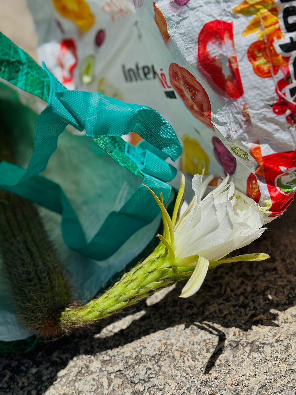 Cacti with bloom in the bag