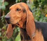[Dog.Narrationes] _ No, vabè. - secondo episodio