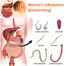 Screenshot 2021-08-09 at 00-30-50 Worms’ infestation (deworming) What is deworming in huma