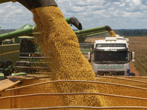 Entre o Gado e o Futuro: Quando o Agronegócio Começa a Ouvir a Terra