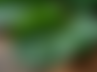 Kratom 101: Your Guide to This Powerful Herb