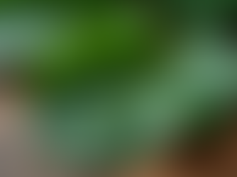 Kratom 101: Your Guide to This Powerful Herb